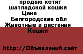 продаю котят шатладской кошки › Цена ­ 1 000 - Белгородская обл. Животные и растения » Кошки   